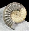 Dawn Sunrise Asteroceras Ammonite Fossil - England #62902-1